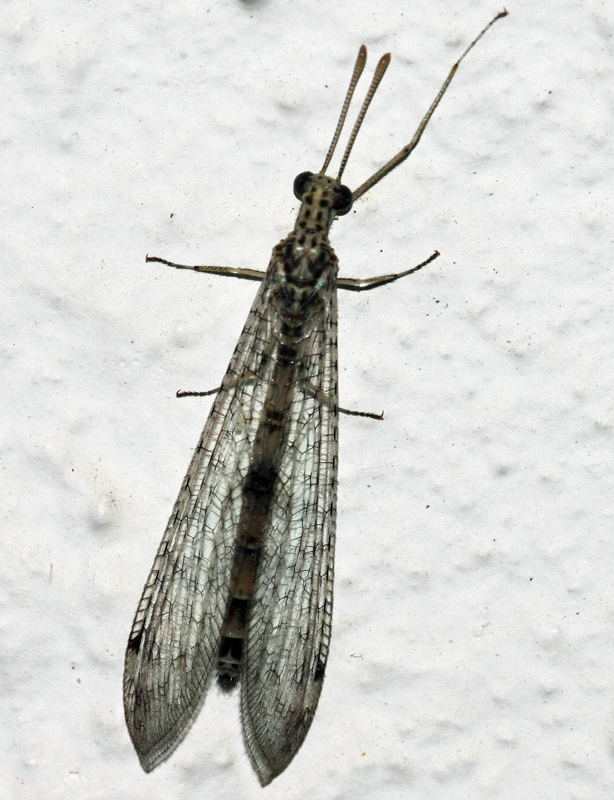 Megistopus mirabilis on Crete(Greece)?